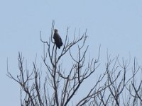 23-11-2014 grosser Greifvogel